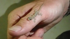 Hemidactylus boavistensis