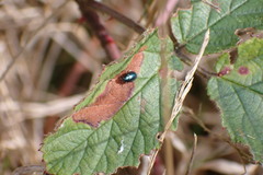 Psylliodes chrysocephala