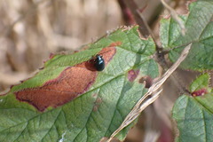 Psylliodes chrysocephala