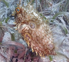 Chilomycterus antillarum