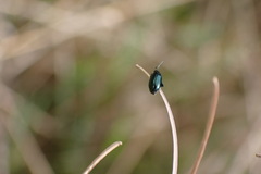 Psylliodes chrysocephala