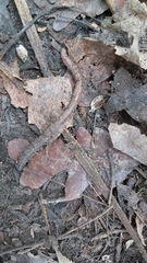 Lumbricus terrestris