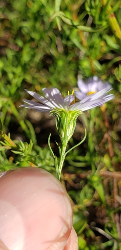 Image of Symphyotrichum kentuckiense by (c) Stephan Eselgroth, some rights reserved (CC BY-SA)