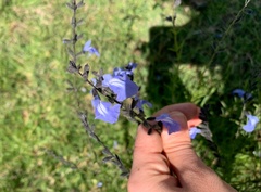 Salvia reptans
