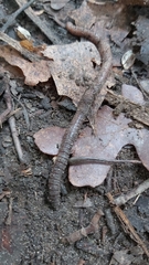 Lumbricus terrestris