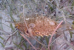 Chilomycterus antillarum