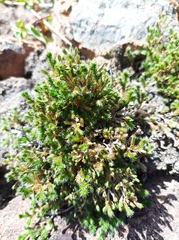 Selaginella eremophila