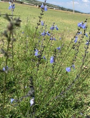 Salvia reptans