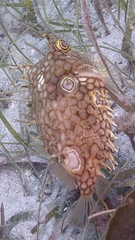 Chilomycterus antillarum