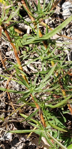 Image of Symphyotrichum kentuckiense by (c) Stephan Eselgroth, some rights reserved (CC BY-SA)