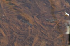 Gasterosteus aculeatus