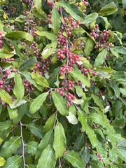 Elaeagnus umbellata