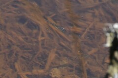 Gasterosteus aculeatus