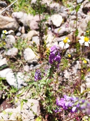 Lobelia fenestralis