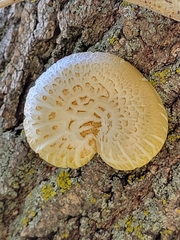 Neolentinus