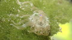 Bunodeopsis globulifera