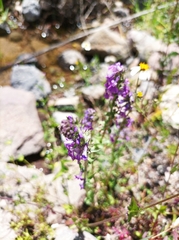 Lobelia fenestralis