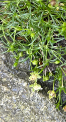 Sagina procumbens