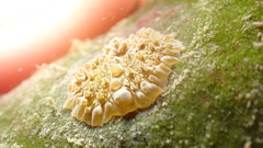 Bunodeopsis globulifera