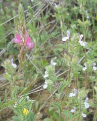 Onobrychis viciifolia