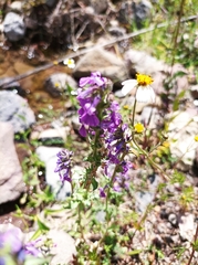 Lobelia fenestralis