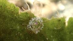 Bunodeopsis globulifera