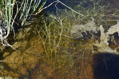 Zannichellia palustris