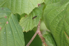 Cratichneumon