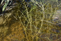 Zannichellia palustris