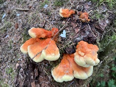 Laetiporus conifericola