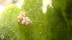 Bunodeopsis globulifera