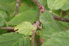 Cratichneumon