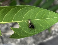 Tutelina