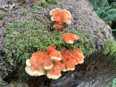 Laetiporus conifericola