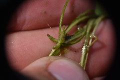 Zannichellia palustris