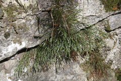 Asplenium septentrionale