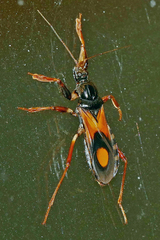 Rasahus biguttatus