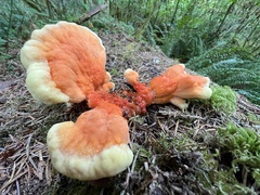 Laetiporus conifericola