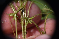 Zannichellia palustris