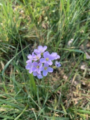 Cardamine pratensis