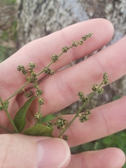 Chenopodiastrum simplex