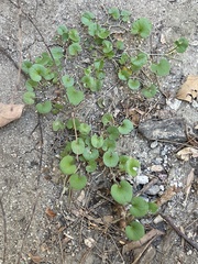 Dichondra micrantha