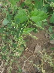 Chenopodiastrum simplex