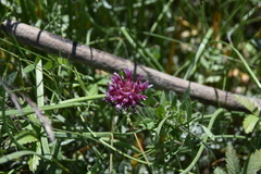 Trifolium wormskioldii