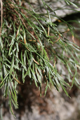 Asplenium septentrionale