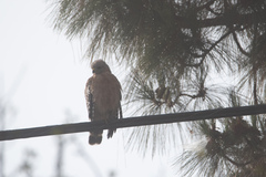 Buteo lineatus elegans