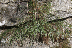 Asplenium septentrionale