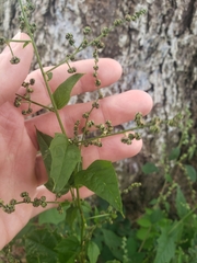 Chenopodiastrum simplex