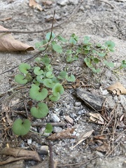 Dichondra micrantha