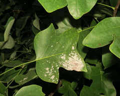 Erysiphe liriodendri